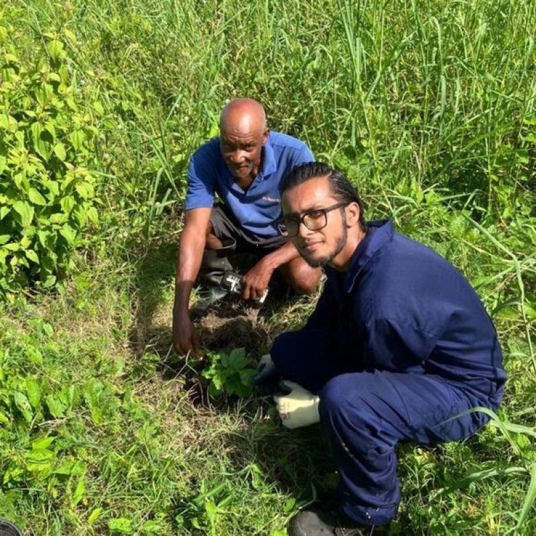 SAI 100 Piantumazione di Alberi e Servizio